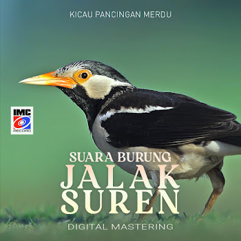 Burung Juara Imc - Suara Burung Jalak Suren (Kicau Pancingan Merdu)