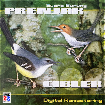 Burung Juara Imc - Suara Burung Ciblek (Javanese Bar-Winged Prinia Call Song)