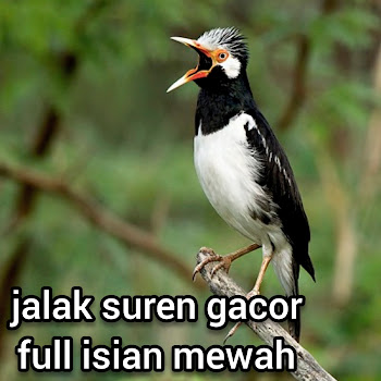 Jalak Jawara 87 - Sound Of Bird