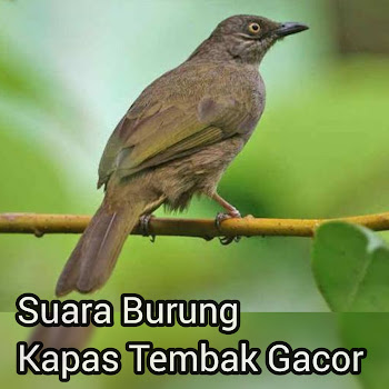 Kicau Nusantara - Singing Of Bird