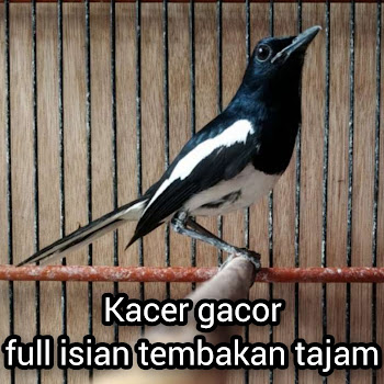 Master Kacer 87 - Sound Of Bird
