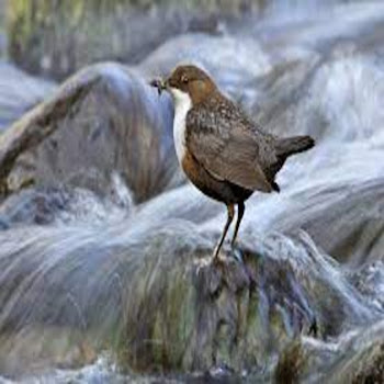 Melody Harmony - Suara Burung Di Tepi Sungai Saat Hujan